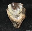 Triceratops Tooth #1138-4